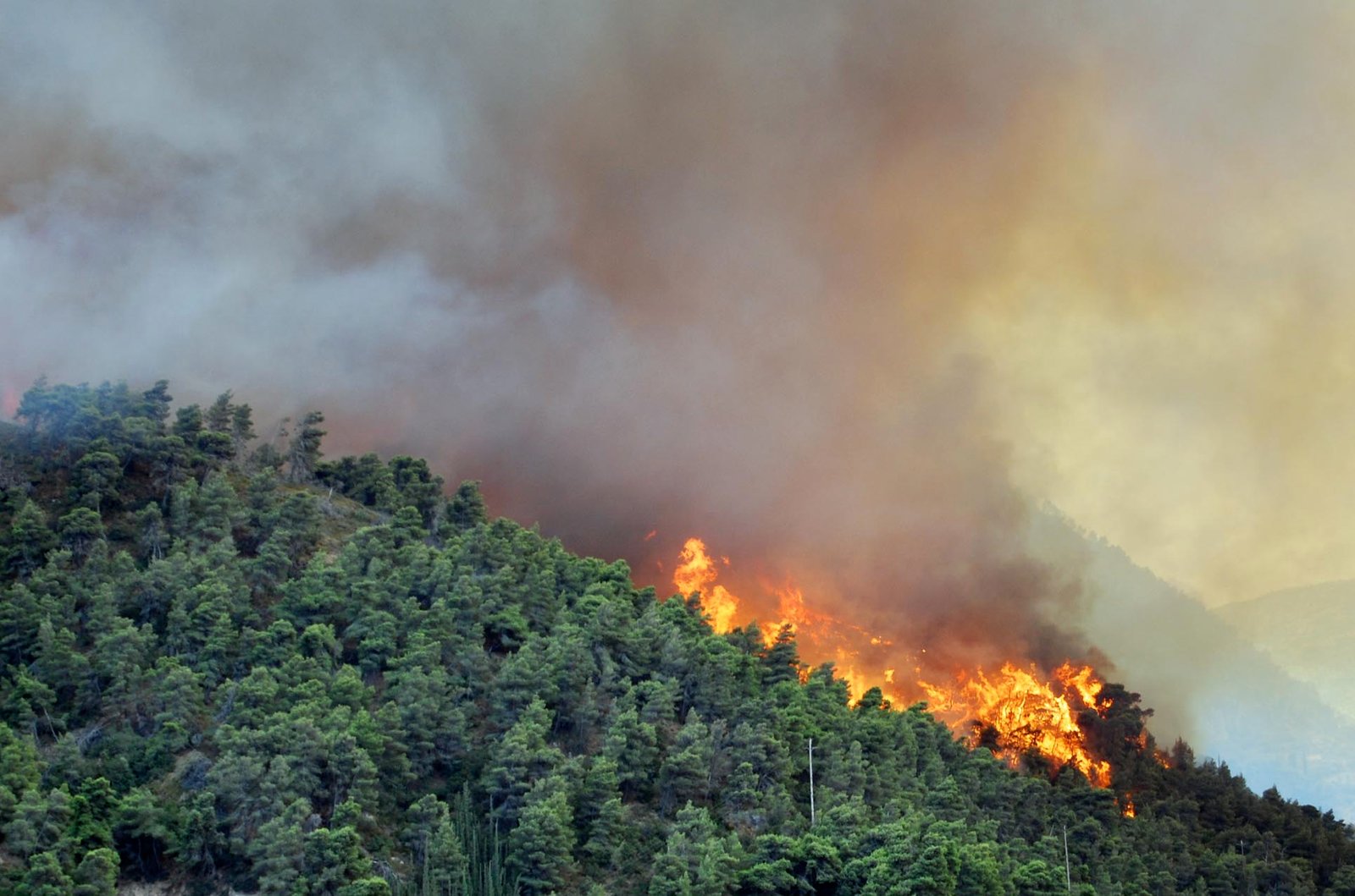 COLD SPRINGS FIRE